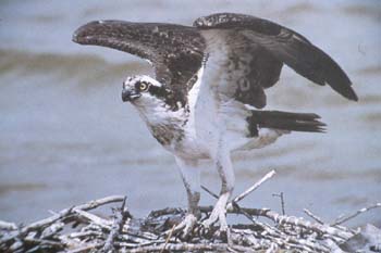 osprey.jpg