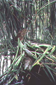 can you spot the bittern?