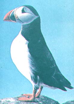 atlantic puffin.jpg