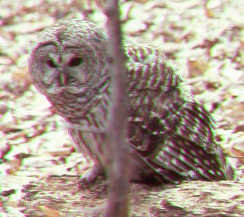 Barred Owl.jpg