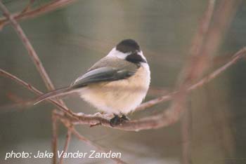 black-capped chickadee.jpg