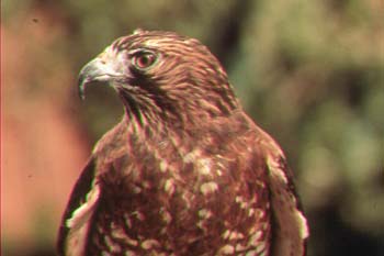 broad-winged hawk.jpg