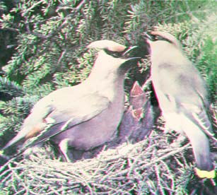 cedar waxwing.jpg