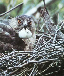 cooper's hawk.jpg