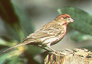 house finch.jpg