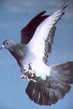 rock dove.jpg