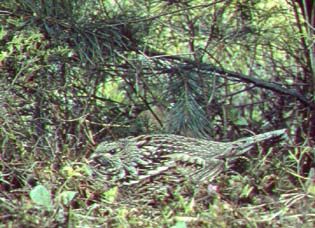 ruffed grouse.jpg