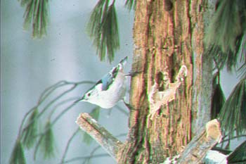 white-breasted nuthatch.jpg