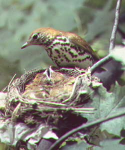 wood thrush.jpg