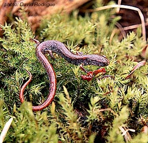 Four-Toed Salamander.jpg
