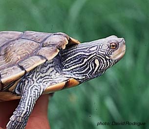 Common Map Turtle.jpg