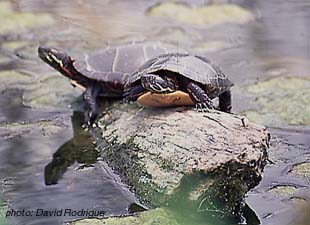 Painted Turtle.jpg