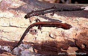 Eastern Redback Salamander.jpg