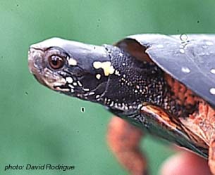 Spotted Turtle.jpg