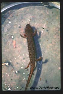 Northern Two-Lined Salamander.jpg