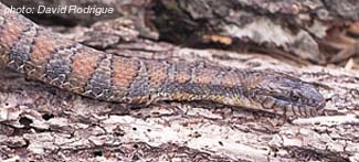 Northern Water Snake.jpg