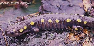 Yellow-Spotted Salamander.jpg