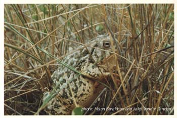 American Toad.jpg