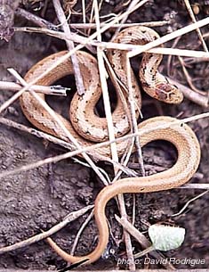 Brown Snake.jpg