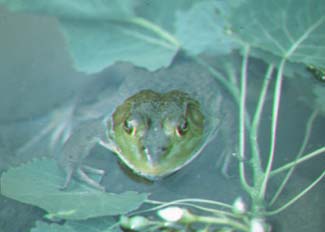 Bullfrog.jpg