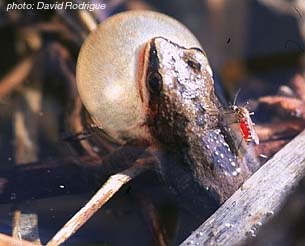 Western Chorus Frog.jpg