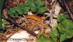 Eastern Newt.jpg