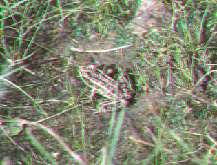 Pickerel Frog.jpg