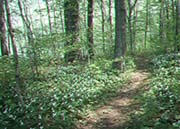 MSH-forest floor with trilliums