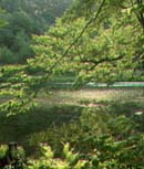 MSH water's edge.jpg