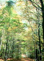 MSH -old-growth forest.jpg