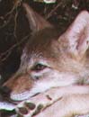coyote.jpg