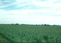 agricultural fields.jpg