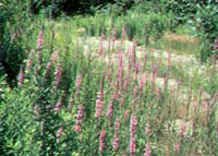 purple loosestrife.jpg