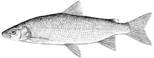 lake whitefish.jpg