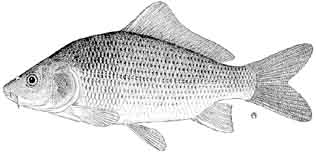 carp.jpg