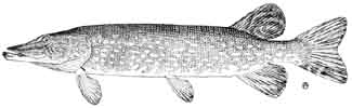 northern pike