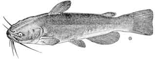 brown bullhead.jpg