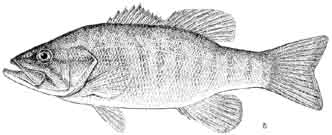 smallmouth bass.jpg