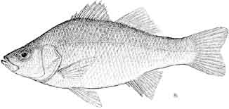 white perch.jpg
