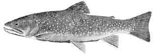 brook trout.jpg