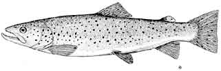 brown trout.jpg