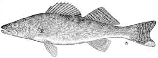 walleye.jpg