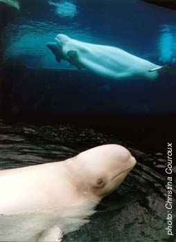 beluga.jpg