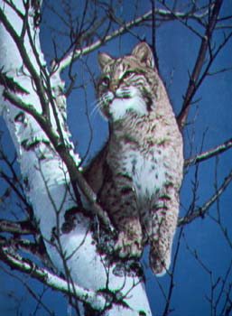bobcat.jpg