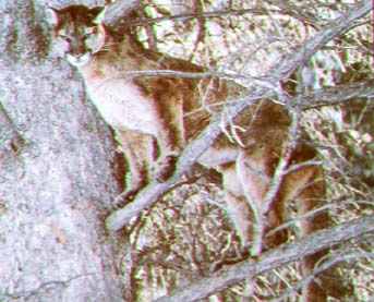 mountain lion.jpg