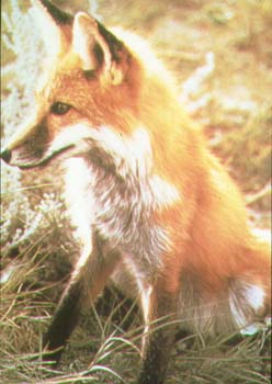 red fox.jpg