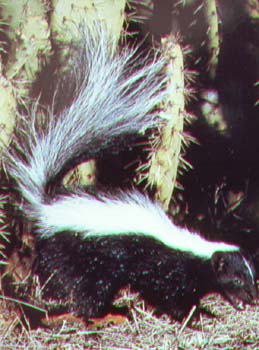 skunk.jpg