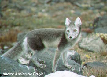arctic fox.jpg