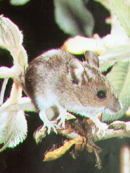 white-footed mouse.jpg