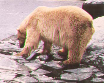 polar bear.jpg
